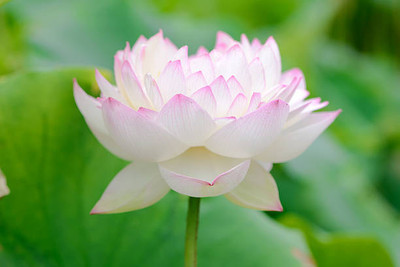 Raunak lotus,kamal gatta Seed(15 per packet)