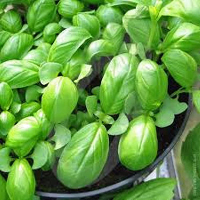 CYBEXIS XLL-35 - Genovese Basil - (4500 Seeds) Seed(4500 per packet)