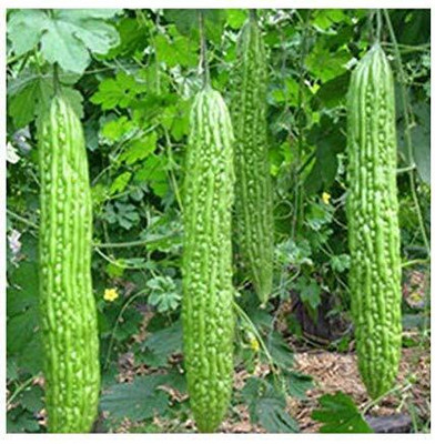 SUAA Long Bitter Gourd Seed(26 per packet)
