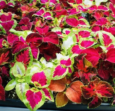 MYAT COLEUS HYBRIDUS - RAINBOW MIX Seed(150 per packet)