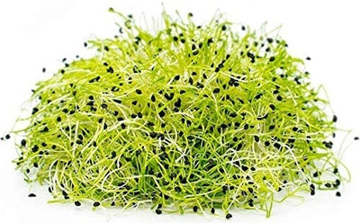 KNESSiN Microgreens Sprouting Onion - Very Easy to Grow[600 Seeds] Seed(600 per packet)