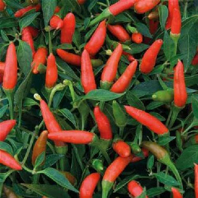 Biosnyg High Germination Demon Red Chilli Vegetable Seeds for Garden-(2000 Seeds) Seed(2000 per packet)