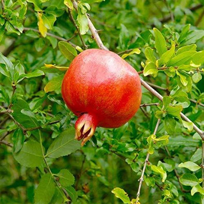 Aywal Pomegranate Anar Red Bhagwa Seed(90 per packet)