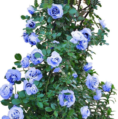 CRGO ROSE , GULAAB Seed(65 per packet)
