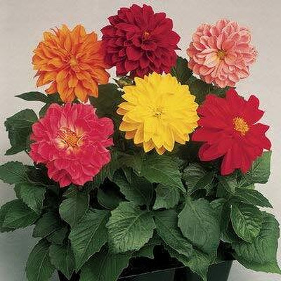 LPR DAHLIA Seed(50 per packet)