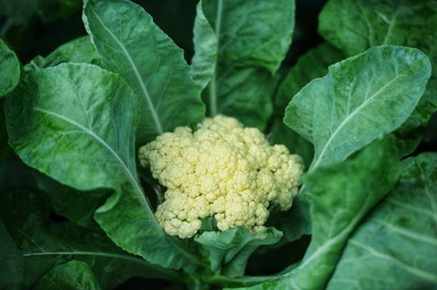 URRO white cauliflower,gobhee seeds Seed(13 per packet)