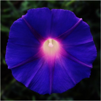 Biosnyg NYZ32 Grandpa Ott Morning Glory (Ipomea purpurea) Seed(50 per packet)