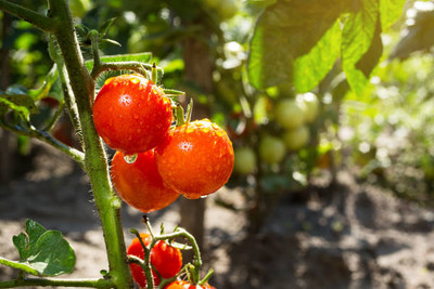 HOIVA tomato Seed(105 per packet)