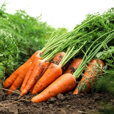 MAYAPLANTS CARROT, GAJAR Seed(50 per packet)