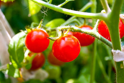 Aro tomato Seed(130 per packet)