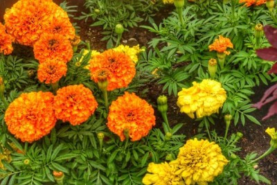 Haritadhara marigold,gende ka phool seeds Seed(20 per packet)