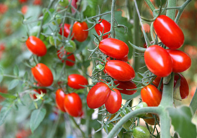 Nbtools tomato Seed(70 per packet)