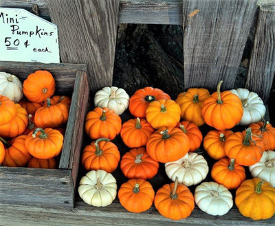 VibeX ® XXL-680 Mini Mix Pumpkin Seeds Seed(50 per packet)