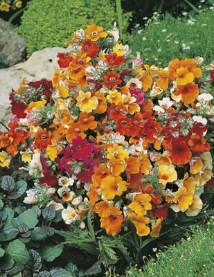 LPR NEMESIA Seed(250 per packet)