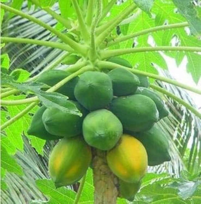 BDSresolve Hybrid papaya seeds for home garden pack of 43 Seed(43 per packet)