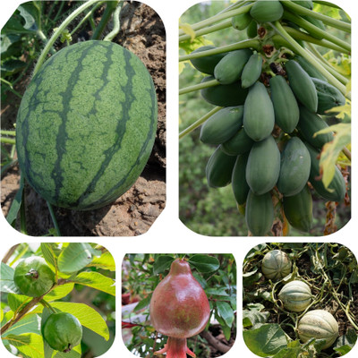 DECORPLIX 5 Type Fruits seeds combo Seed(50 per packet)