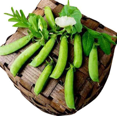 VibeX ® VXI-406 Sugar Ann Snap Pea Heirloom Seeds Seed(50 per packet)