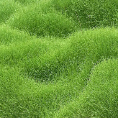 SREE Lawn Grass Seed, Maxican Grass For Garden & Playground, Grass Seed(15000 per packet)
