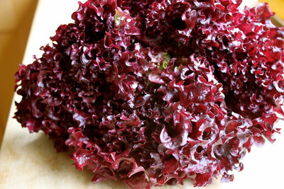 KNESSiN LOLLO ROSSA Lettuce Seed(200 per packet)