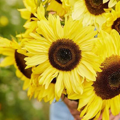 CYBEXIS PUAS-94 - Lemon Queen Sunflower - (1350 Seeds) Seed(1350 per packet)