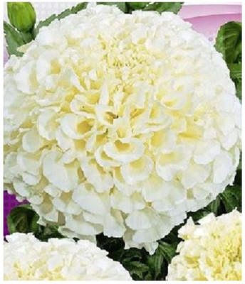 VibeX ® VLR-765 Marigold White Vanilla F2 Flower Seed(500 per packet)