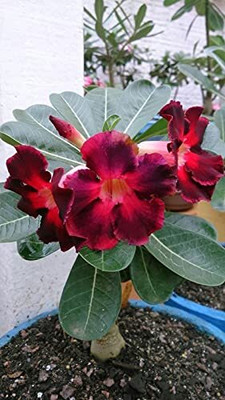 CRGO ADENIUM Seed(95 per packet)