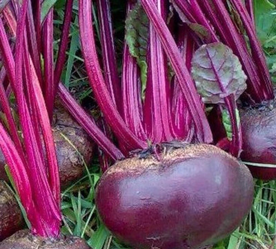 Avysa Vegetable Beet seeds, Organic Beetroot Seed(500 per packet)