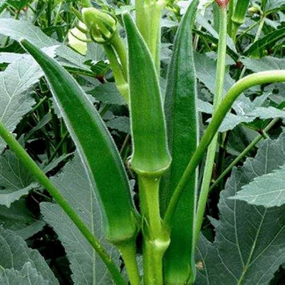 BJUBAS Ladies finger seeds for planting pack of 24 Seed(24 per packet)