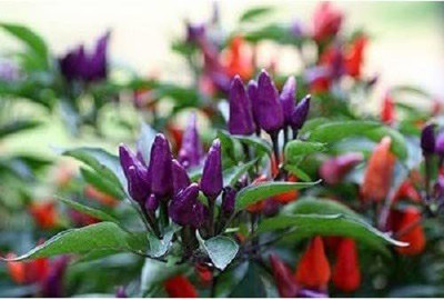 TRICONE Ornamental Vegetables Seeds Chilli Non Gmo Hybrid Mirch 40 Seeds V23 Seed(40 per packet)