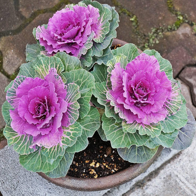 KANAYA Ornamental Cabbage / kale Mix Heirloom Flower Seed(65 per packet)