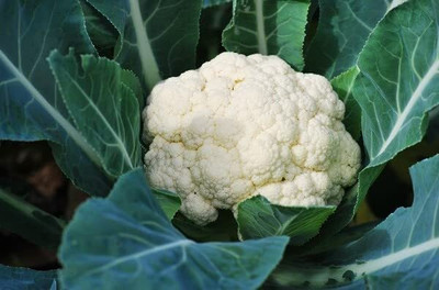 Aywal Smooth Skin Cauliflower Seed(30 g)