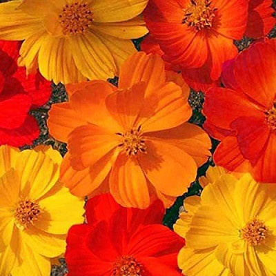 VibeX HUA-82 - COSMOS BRIGHT LIGHT MIXED FLOWER - (270 Seeds) Seed(270 per packet)