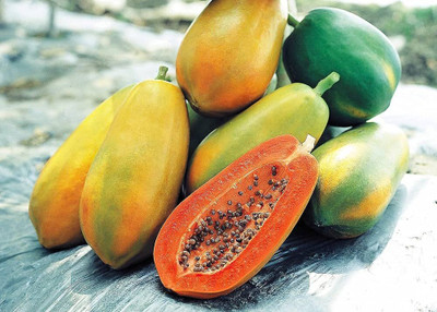 DEYS AGRO ™ red lady 786 papaya seeds, papaya seeds hybrid, papita|pepe Seed(164 per packet)