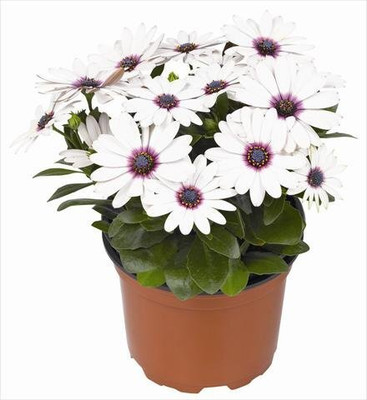 Epazo English Daisy Mixed Colour Flower Seeds Good Germination Seed(34 per packet)