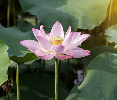 Mewar Impex lotus,kamal gatta Seed(10 per packet)