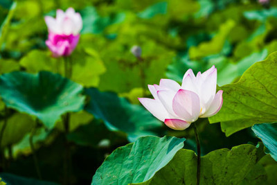 SAFRONI lotus,kamal seeds Seed(10 per packet)
