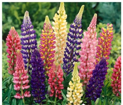 CEZIUS Planting | Terrace | Balcony ORGANIC Russell's Hybrids Mix LUPIN Seed(25 per packet)