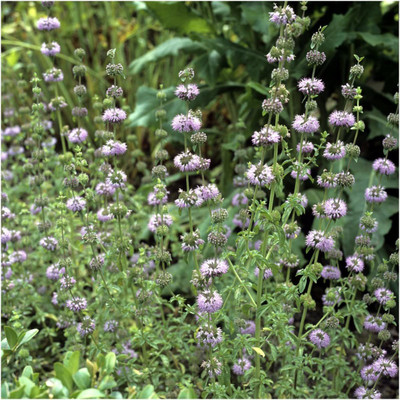 CYBEXIS XLR-74 - Pennyroyal Mint Herb - (1350 Seeds) Seed(1350 per packet)