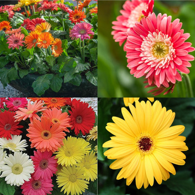 ibains Gerbera seeds for planting 57 Seed(57 per packet)