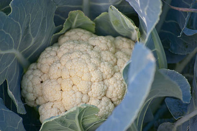 HOLIC STORE white cauliflower,gobhee seeds Seed(13 per packet)