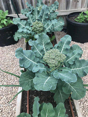 DEYS AGRO ™ broccoli seeds, f1 hybrid brocoli seeds, broccoli vegetable seeds Seed(23 per packet)