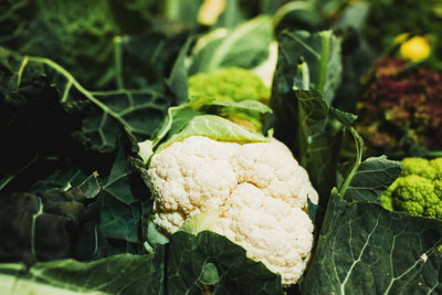 UGROW INIDA white cauliflower,gobhee seeds Seed(13 per packet)