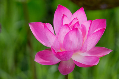 Patta gobi lotus,kamal gatta Seed(15 per packet)