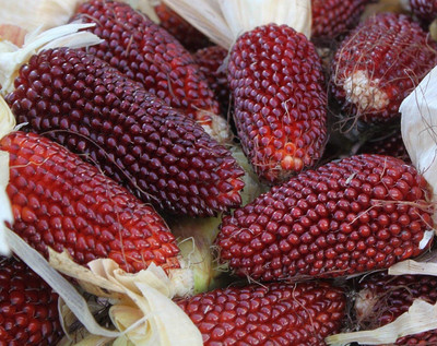 WILLVINE NKR -III Strawberry Corn Seeds for Planting-[500g] Seed(2000 per packet)
