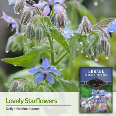 VibeX ® XLR-76 Blue Star Borage Seed(100 per packet)