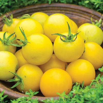CYBEXIS HUA-82 - Honey Delight' Yellow Tomato - (1350 Seeds) Seed(1350 per packet)