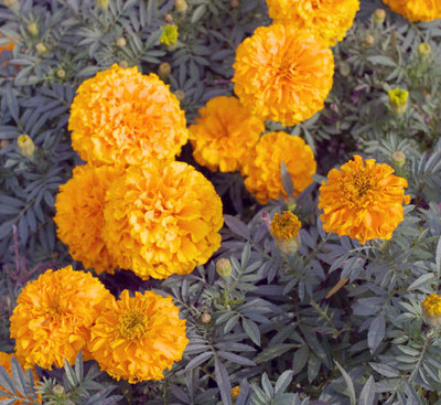 Kesariwala marigold/gende ka phool flower seeds Seed(50 per packet)