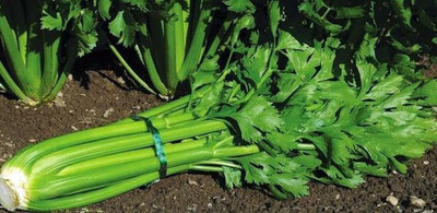 VibeX XL-80 - Tango Hybrid Celery - (2250 Seeds) Seed(2250 per packet)