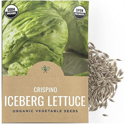 CYBEXIS Crispino Iceberg Lettuce1000 Seeds Seed(1000 per packet)