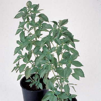 Qualtivate XLL-6 Basil Seeds Sweet Dani Seed(1000 per packet)